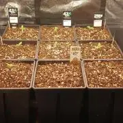 Fast Bud mix auto
