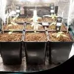 Fastbud free seed test sog