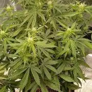 Guava x Gelato41 auto 😁