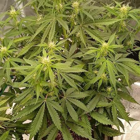Guava x Gelato41 auto 😁