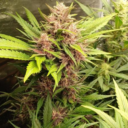 Banana Purple /GorillaZ/West Coast OG