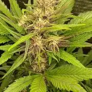 Banana Purple /GorillaZ/West Coast OG