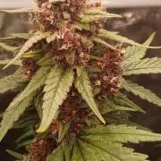 Banana Purple /GorillaZ/West Coast OG