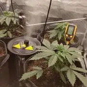 Gorilla Girl | First indoor grow