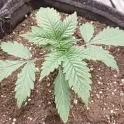 Gorilla Girl | First indoor grow
