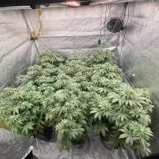BonBoni 1,2,3