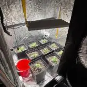 Grape Cherry - Hombre Seeds