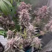King a Chew