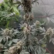 CIP KUSH