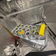 CIP KUSH