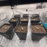 BonBoni 1,2,3