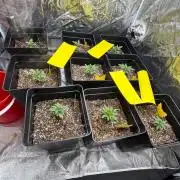 CIP KUSH