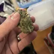 King a Chew