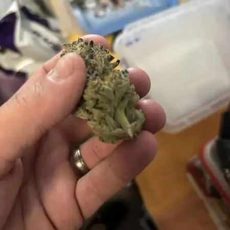 King a Chew