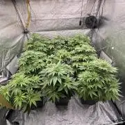 BonBoni 1,2,3