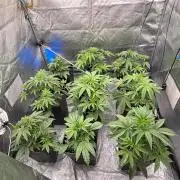 CIP KUSH