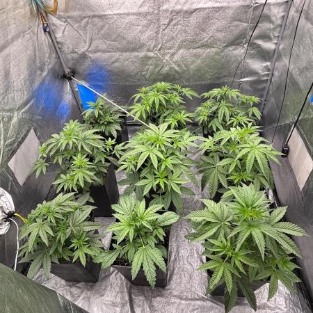 CIP KUSH