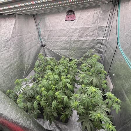 CIP KUSH