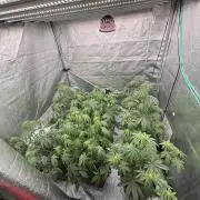 CIP KUSH