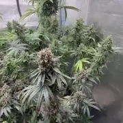 CIP KUSH