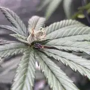 CIP KUSH