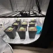 BonBoni 1,2,3