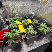 CIP KUSH