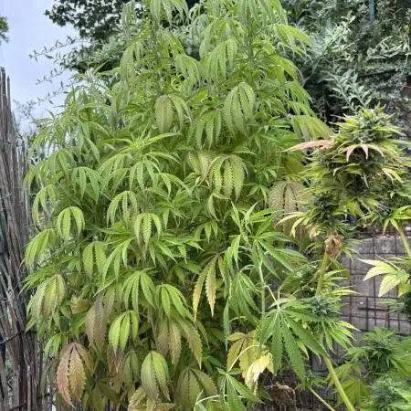 Outdoor