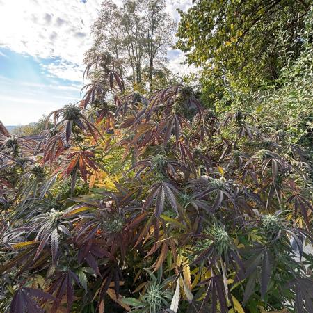 Outdoor