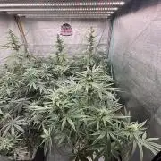 CIP KUSH