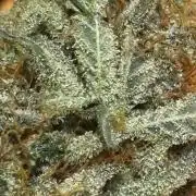 Anesia ;)