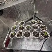CIP KUSH