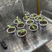 Grape Cherry - Hombre Seeds