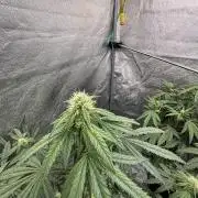 CIP KUSH