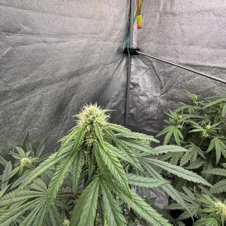 CIP KUSH