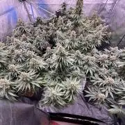 BonBoni 1,2,3