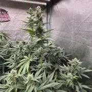 CIP KUSH