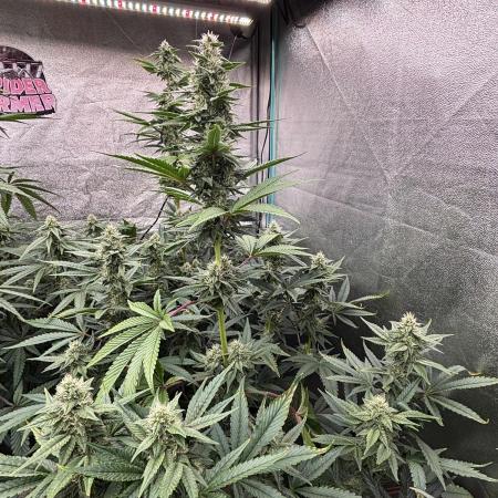 CIP KUSH
