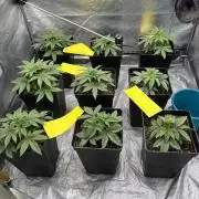 BonBoni 1,2,3