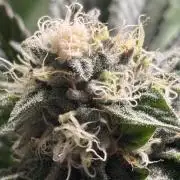 King a Chew