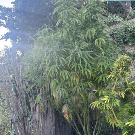 Outdoor