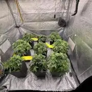 BonBoni 1,2,3