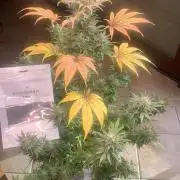 BMG Blood Moon Gelato
