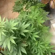 BMG Blood Moon Gelato