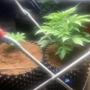 BMG Blood Moon Gelato