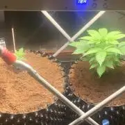 BMG Blood Moon Gelato