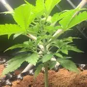 BMG Blood Moon Gelato