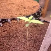 BMG Blood Moon Gelato