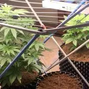 BMG Blood Moon Gelato