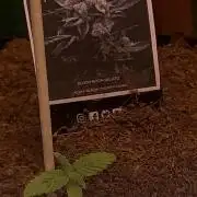 BMG Blood Moon Gelato